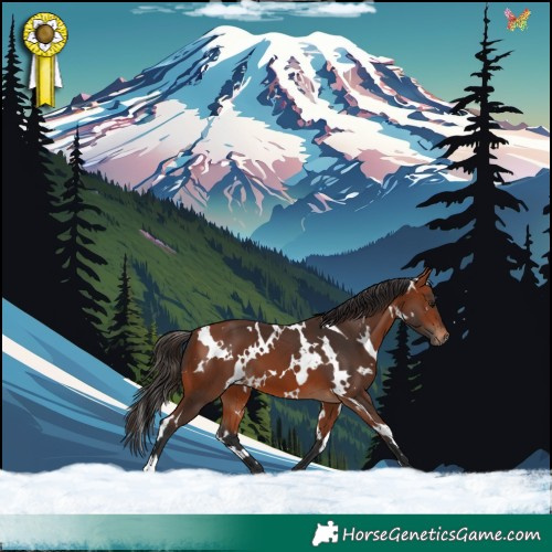 Horse Color:White Spotted Bay 