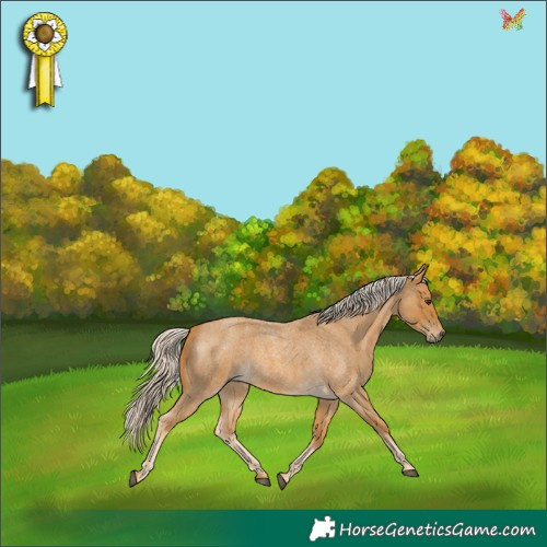 Horse Color:Palomino Roan 