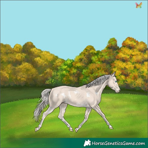 Horse Color:White Spotted Cremello 