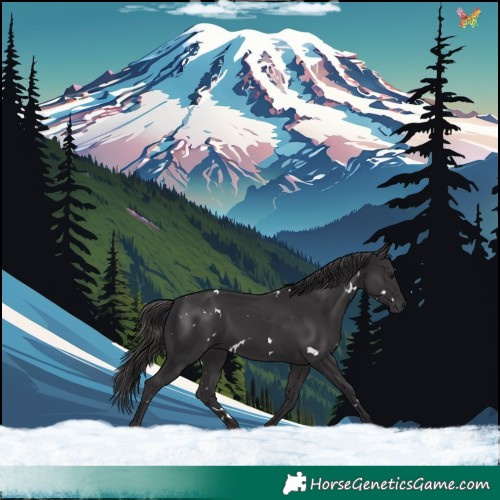Horse Color:White Spotted Smoky Black 