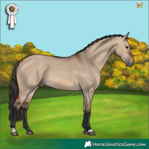 Horse Color:Bay Dun 