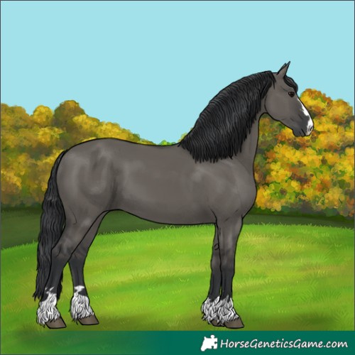 Horse Color:Grullo 