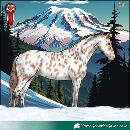 Horse Color:Bay Dun Appaloosa 