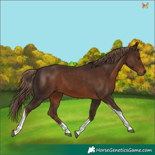 Horse Color:Liver Chestnut Tobiano 
