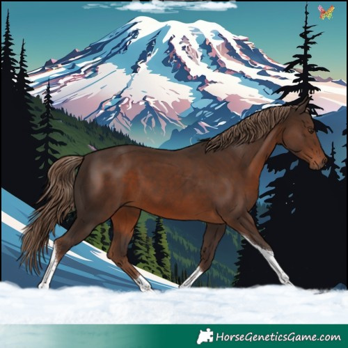 Horse Color:Liver Chestnut Tobiano 