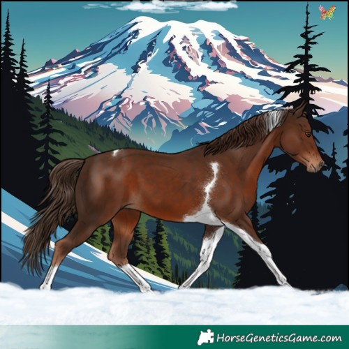 Horse Color:Liver Chestnut Tobiano 