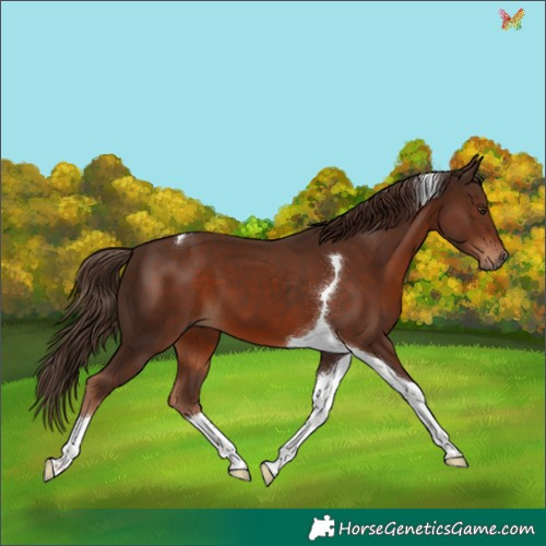 Horse Color:Liver Chestnut Tobiano
