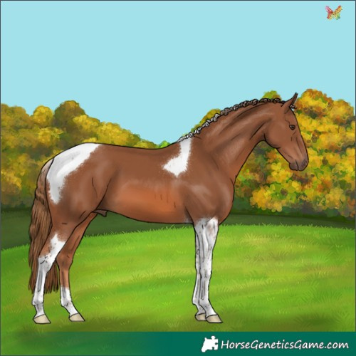 Horse Color:Chestnut Tobiano 