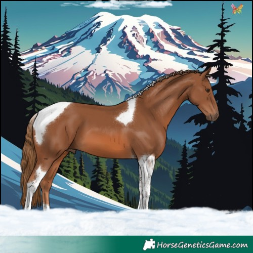 Horse Color:Chestnut Tobiano 