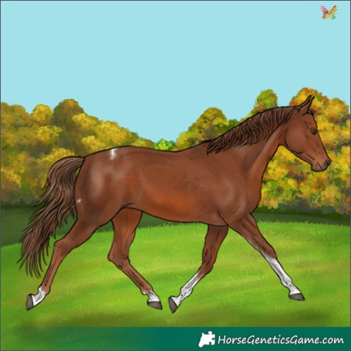 Horse Color:Chestnut Tobiano