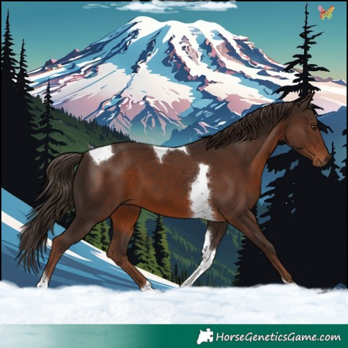 Horse Color:Liver Chestnut Tobiano 