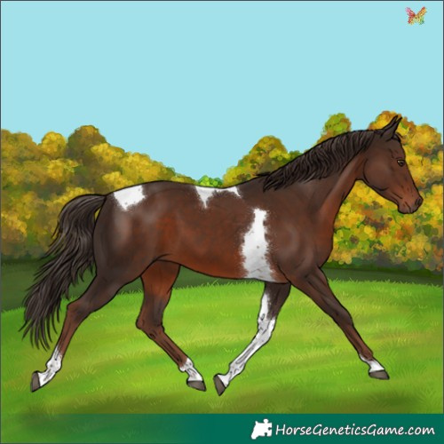 Horse Color:Liver Chestnut Tobiano 