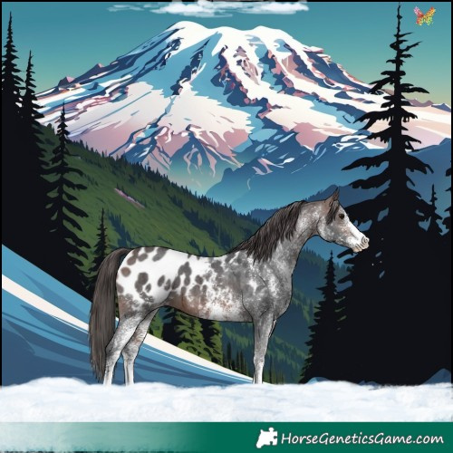 Horse Color:White Spotted Brown Appaloosa 