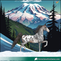 Horse Color:White Spotted Brown Appaloosa