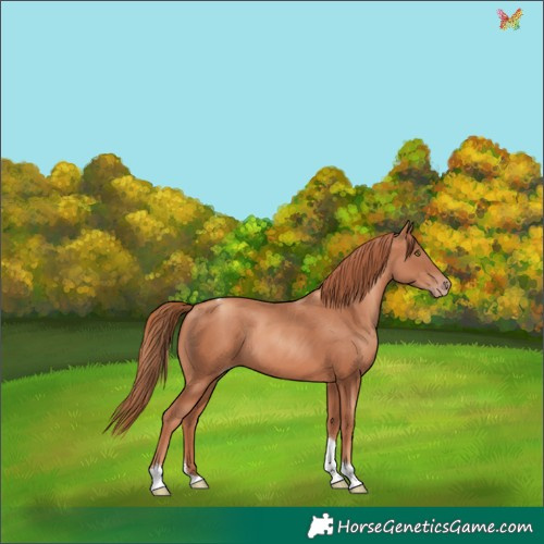 Horse Color:Gold Champagne Tobiano