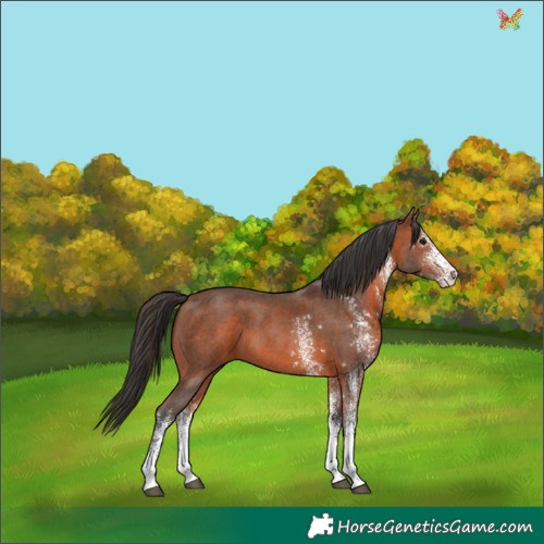 Horse Color:White Spotted Bay