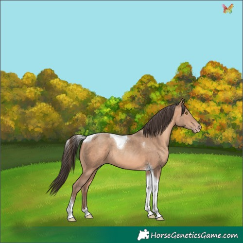 Horse Color:Amber Champagne Tobiano 