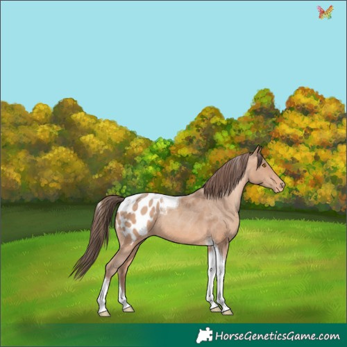 Horse Color:Amber Champagne Tobiano Appaloosa