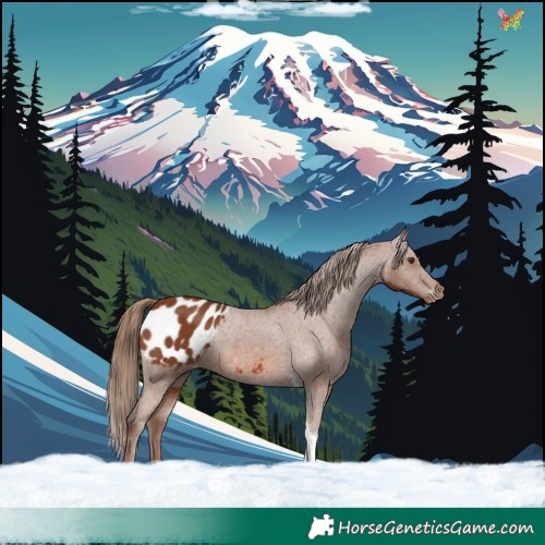 Horse Color:Chestnut Tobiano Appaloosa 