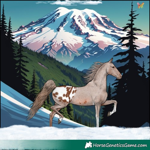 Horse Color:Chestnut Tobiano Blanket