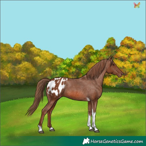 Horse Color:Chestnut Tobiano Appaloosa 