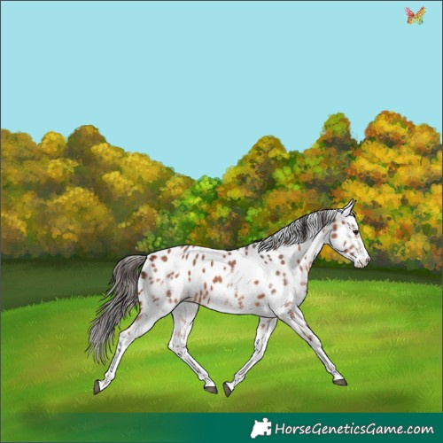 Horse Color:White Spotted Bay Appaloosa 