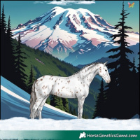 Horse Color:White Spotted Bay Appaloosa 