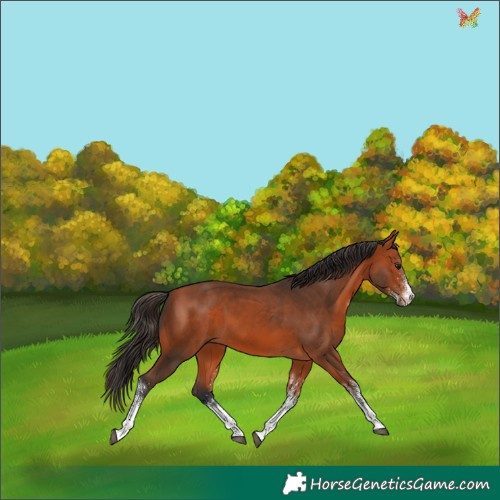 Horse Color:White Spotted Bay 