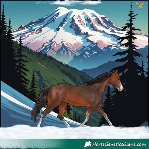 Horse Color:White Spotted Bay 