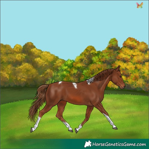 Horse Color:Chestnut Tobiano 
