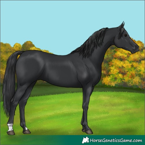 Horse Color:Black 