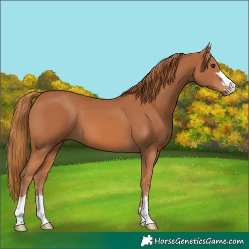 Horse Color:Chestnut 