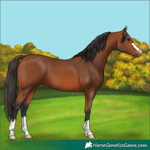 Horse Color:Bay 
