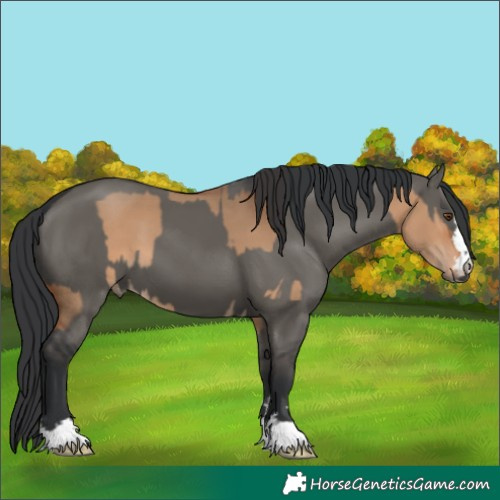 Horse Color:Bay Dun  and Grullo 