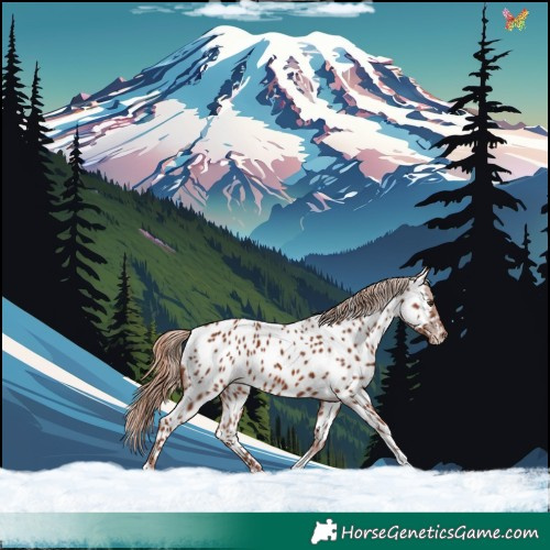 Horse Color:Chestnut Tobiano Appaloosa 