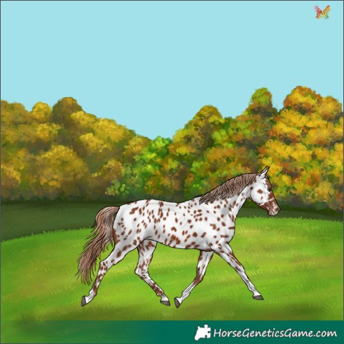 Horse Color:Chestnut Tobiano Appaloosa