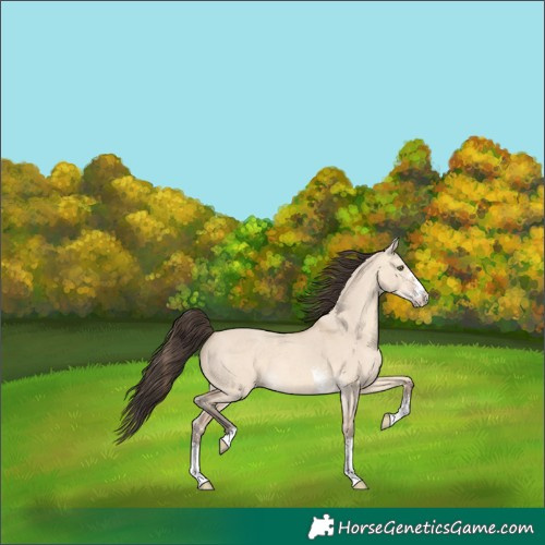 Horse Color:Amber Champagne Dun Sabino Rabicano 