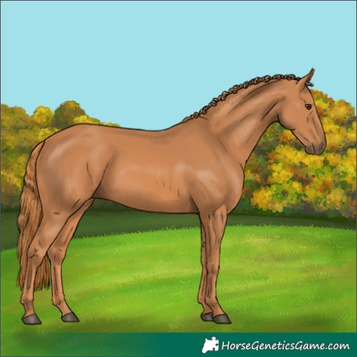 Horse Color:Chestnut 