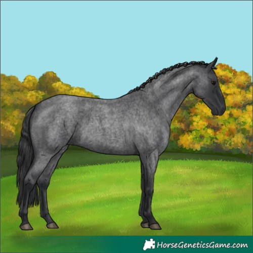 Horse Color:Blue Roan 