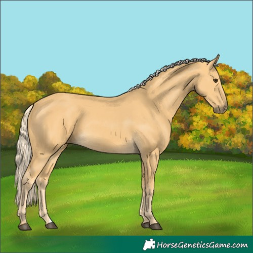 Horse Color:Palomino