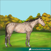 Horse Color:Bay Dun and Amber Champagne Dun