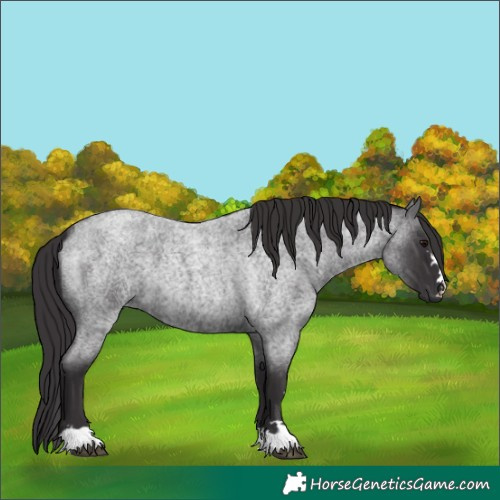 Horse Color:Unknown 