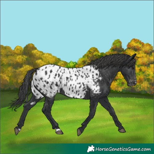 Horse Color:Black Near Leopard Rabicano