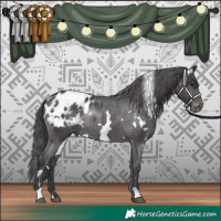 Horse Color:White Spotted Black Blanket Rabicano