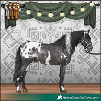 Horse Color:White Spotted Black Appaloosa Rabicano 