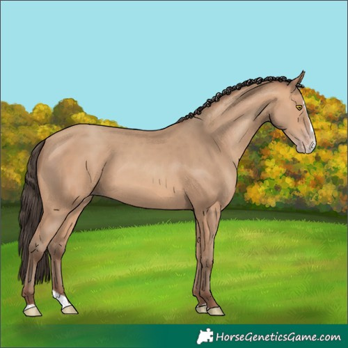 Horse Color:Amber Champagne Splash 