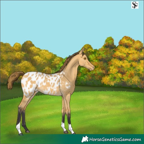 Horse Color:Buckskin Dun Tobiano Blanket Rabicano 