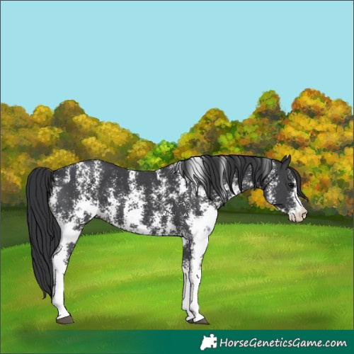 Horse Color:Black Sabino