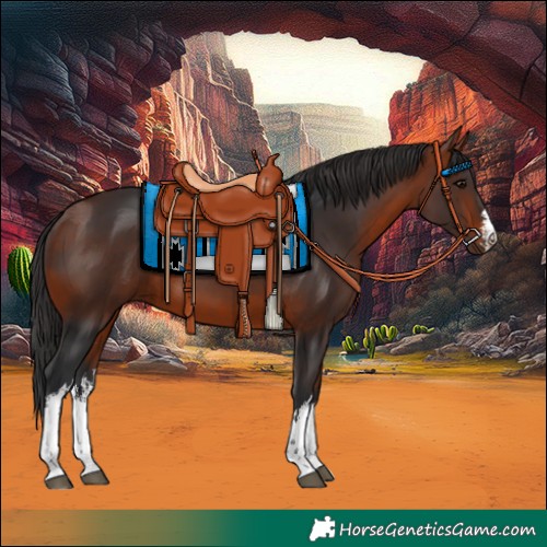 Horse Color:White Spotted Brown