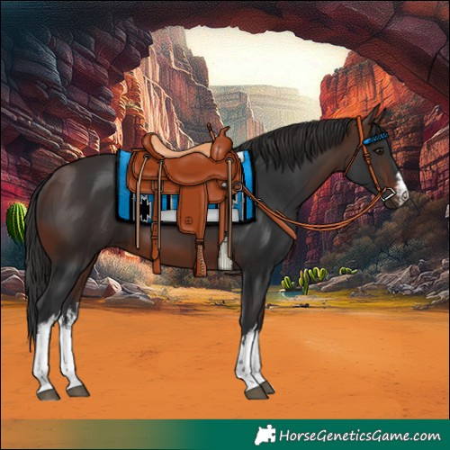 Horse Color:White Spotted Brown 